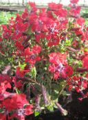 фотографија Баштенске Цветови Цупхеа, Cuphea црвено