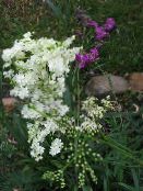 zdjęcie Ogrodowe Kwiaty Meadowsweet (Spirea, Filipendula) biały