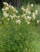 foto I fiori da giardino Meadowsweet, Dropwort, Filipendula bianco