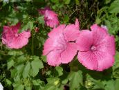 foto Flores de jardín Malva Anual, Malva Rosa, Malva Real, Lavatera trimestris rosa