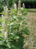 foto Trädgårdsblommor Amerikan Pokeweed, Inkberry, Pidgeonberry, Phytolacca americana vit