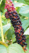 foto Trädgårdsblommor Amerikan Pokeweed, Inkberry, Pidgeonberry, Phytolacca americana svart