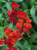 foto Flores de jardín Alhelí, Cheiranthus rojo