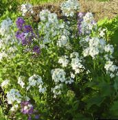 fotografie Zahradní květiny Čekanka, Cheiranthus bílá