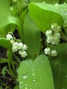 фото Садові Квіти Конвалія, Convallaria білий