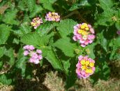 foto I fiori da giardino Lantana rosa