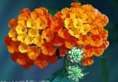 fotografie Zahradní květiny Lantana oranžový