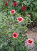 foto Trädgårdsblommor Finge, Potentilla rosa