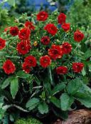 foto Flores de jardín Cinquefoil, Potentilla rojo