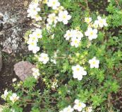 foto Flores do Jardim Cinquefoil, Potentilla branco