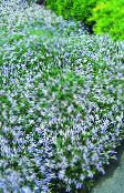 foto Flores de jardín Laurentia, Isotoma azul claro