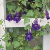 photo les fleurs du jardin Twining Snapdragon, Gloxinia Rampante, Asarina pourpre