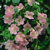 bilde Hage Blomster Twining Snapdragon, Snikende Gloxinia, Asarina rosa