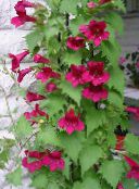снимка Градински цветове Туининг Snapdragon, Пълзящи Глоксиния, Asarina червен