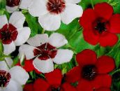 foto Gartenblumen Scharlach Flachs, Roter Lein, Blühenden Flachs, Linum grandiflorum weiß