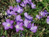 zdjęcie Ogrodowe Kwiaty Długie Lniane, Linum liliowy