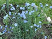 fotografie Zahradní květiny Linum Trvalka světle modrá