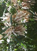 foto Flores do Jardim Orelha De Leão, Cauda De Leão, Dagga Selvagem, Leonotis leonurus branco