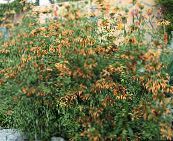 photo les fleurs du jardin L'oreille De Lion, Une Queue De Lion, Dagga Sauvage, Leonotis leonurus orange