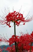 φωτογραφία Λουλούδια κήπου Αράχνη Κρίνος, Κρίνος Έκπληξη, Lycoris κόκκινος