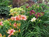 foto Flores de jardín Daylily, Hemerocallis vinoso