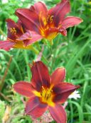 photo les fleurs du jardin Hémérocalle, Hemerocallis rouge