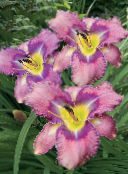 foto Dārza Ziedi Dienliliju, Hemerocallis ceriņi