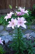 foto Have Blomster Lilje De Asiatiske Hybrider, Lilium lilla