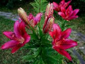 foto Flores do Jardim Lírio Os Híbridos Asiáticos, Lilium borgonha