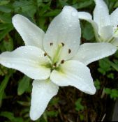 valkoinen Lilja Asiatic Hybridit