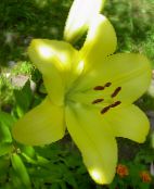 foto I fiori da giardino Giglio Gli Ibridi Asiatici, Lilium giallo