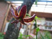 фото Садовые цветы Лилия мартагон, Lilium бордовый