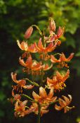 fotoğraf Bahçe çiçekleri Martagon Zambak, Ortak Turk En Kapak Zambak, Lilium turuncu
