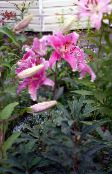 фотографија Баштенске Цветови Ориентал Лили, Lilium розе