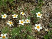fotografija Vrtno Cvetje Veliki Cvetovi Phlox, Gorsko Phlox, California Phlox, Linanthus bela