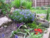 foto I fiori da giardino Scrambling Gromwell, Lithospermum azzurro