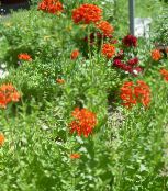 foto Gartenblumen Malteserkreuz, Jerusalem-Kreuz, London Stolz, Lychnis chalcedonica rot