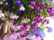 fotografija Vrtno Cvetje Overlock Lobelia, Letna Lobelia, Priklopnih Lobelia roza