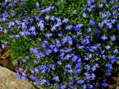 fotografie Zahradní květiny Lemování Lobelia, Roční Lobelia, Koncové Lobelia modrý