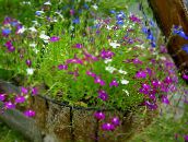 fotografija Vrtno Cvetje Overlock Lobelia, Letna Lobelia, Priklopnih Lobelia vijolična