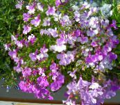 fotoğraf Bahçe çiçekleri Kenar Lobelia, Yıllık Lobelia, Sondaki Lobelia leylak