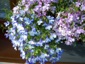 bilde Hage Blomster Kanter Lobelia, Årlig Lobelia, Etterfølgende Lobelia lyse blå