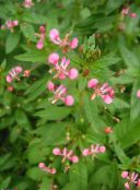 снимка Градински цветове Комар Цвете, Lopezia racemosa розов
