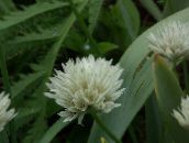 foto Gartenblumen Zierl, Allium weiß