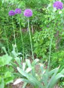 foto Tuin Bloemen Sierui, Allium lila