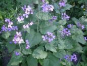 photo les fleurs du jardin L'argent Des Plantes, L'honnêteté, Bolbonac, Moonwort, Dollar En Argent, Lunaria lilas