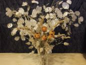 zdjęcie Ogrodowe Kwiaty Roczny Uczciwość (Lunaria) biały
