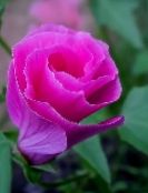 фотографија Баштенске Цветови Малопе, Malope trifida розе