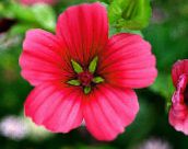 φωτογραφία Λουλούδια κήπου Malope, Malope trifida κόκκινος