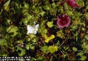 foto Gartenblumen Malope, Malope trifida weiß
